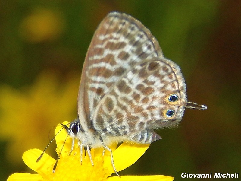 La vita in un fiore (Senecio inaequidens)